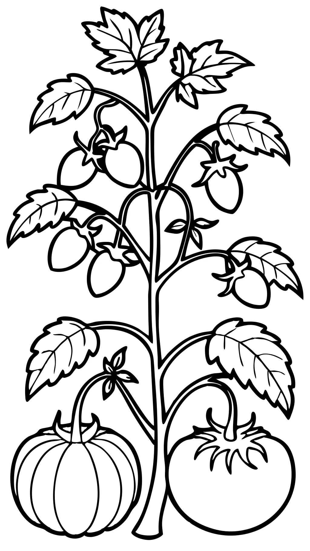 coloriage de plante de tomate